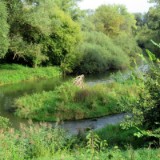 2309F 142 Aisch Muendung